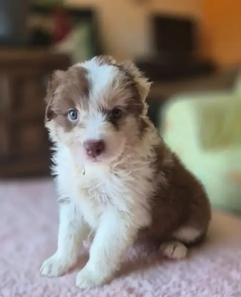 Berger Australien  Chiot photo 2