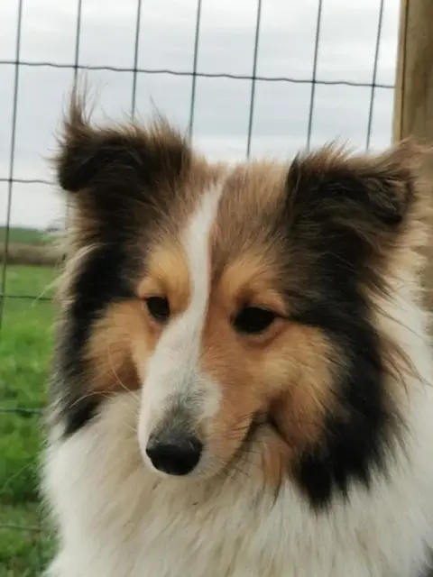 Shetland Sheepdog  Petit photo 3