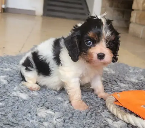 Cavalier King Charles Spaniel