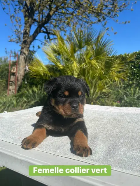 Rottweiler  Bella Des Gardiens Du Mur De Glace