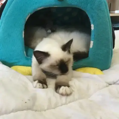 Adorable Chaton Mâle Disponible