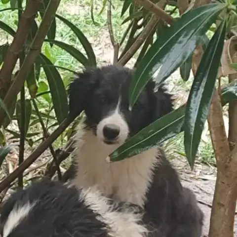 Chien Domino À L Adoption