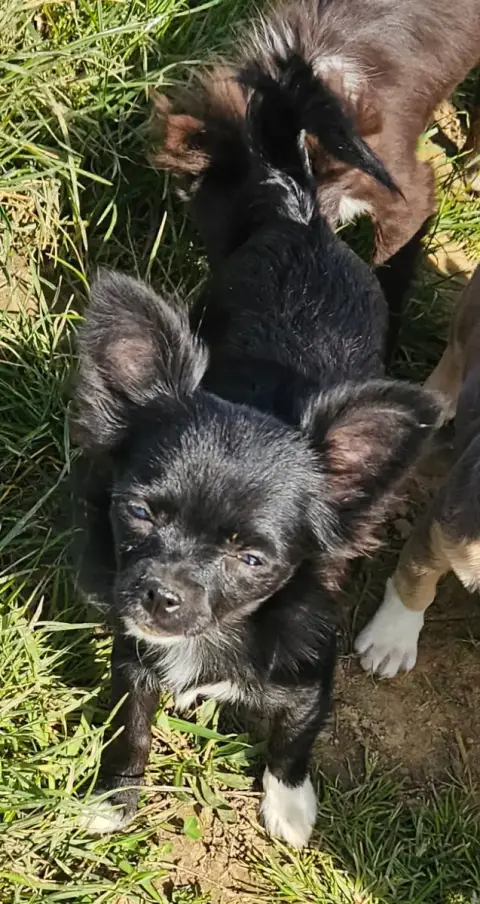 Chihuahua  Aunyx De La Fontaine Aux Maléfices photo 3