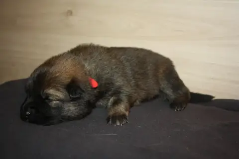 Eurasier  Collier Rouge Des Oursons De La Fee photo 2