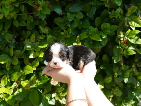 Cavalier King Charles Spaniel  Collier Vert Du Temps  1c583 photo 2