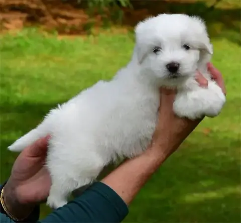 Coton De Tulear  Chiot N°1 De Dame Nature photo 2