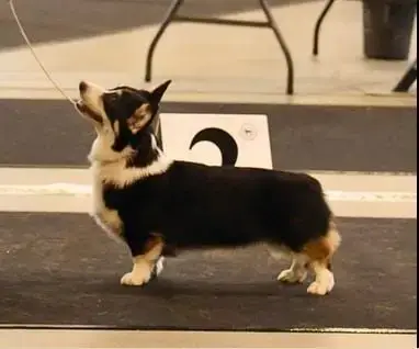 Welsh Corgi Pembroke  Belmondo De La Folle Emprise photo 3
