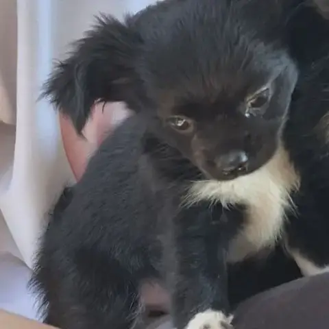 Males Chihuahua