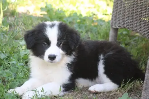 Border Collie  Black
