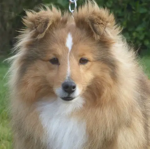 Shetland Sheepdog  Chiot N°1 Du Royaume D'Angélique 18115 photo 3