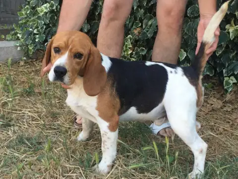 Beagle  Bronx De Marcoutel photo 3