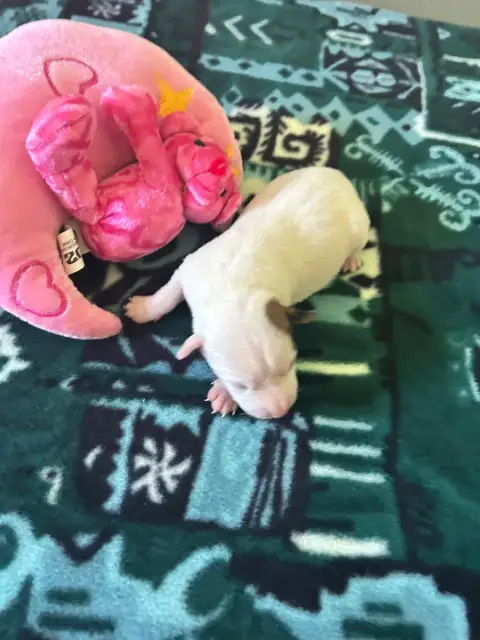 Jack Russell Terrier  Chiot N°3 Of Spirit Mountain photo 2