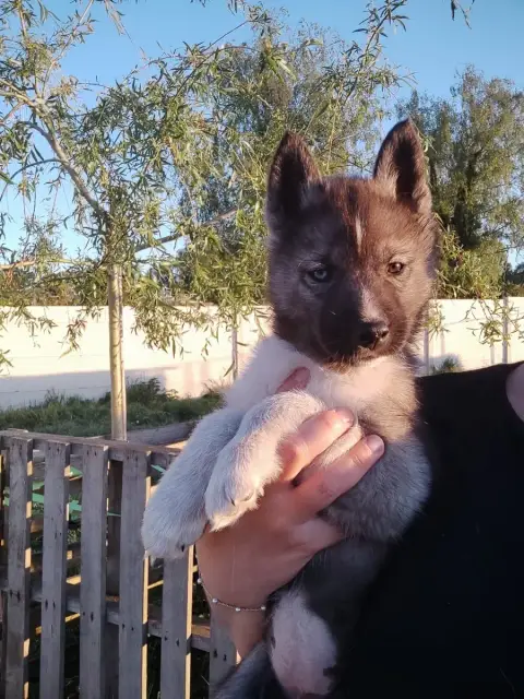 Siberian Husky  Collier Rouge De L'Étoile Sibérienne f3e32