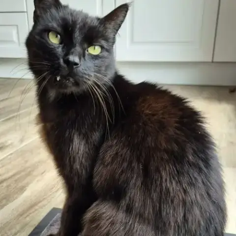Zorro Chat Noir