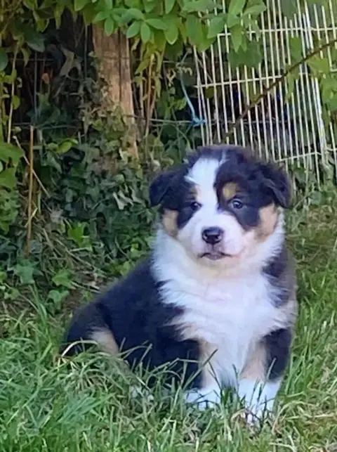 Berger Australien 
                        Berlioz Du 63a0e
