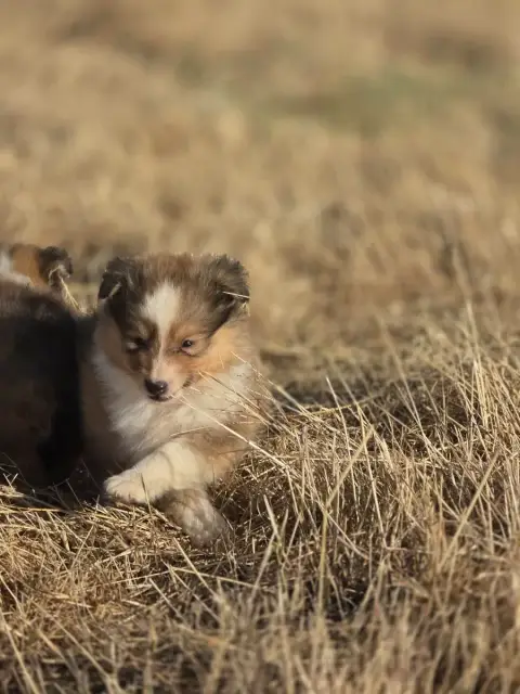 Shetland Sheepdog  Brook Du Domaine Des Airaudes