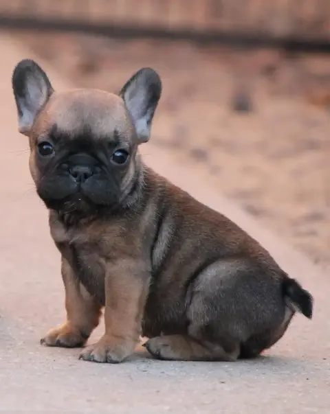 Bouledogue Français photo 2