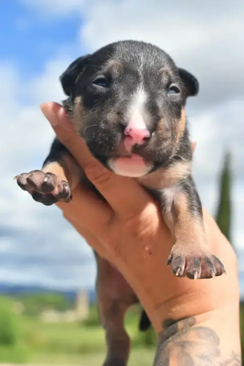 Bull Terrier Miniature photo 3