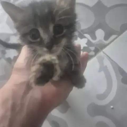 Chat Filoup À La Réservation