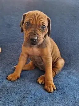 Rhodesian Ridgeback 
                        Benhur D eb3ec photo 2