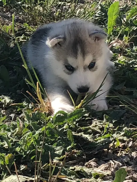 Siberian Husky  Collier Blanc Of The Southern Mountai dc376 photo 2