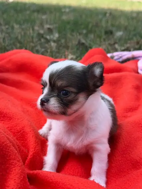Chihuahua  Chiot N°2 Du Moulin De Madjurie