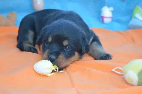Rottweiler  Collier Violet Des Gardiens De Feu