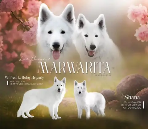 Berger Blanc Suisse  Chiot 1 Legends Of Marwarita