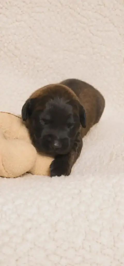 Leonberger  Chiot Rose Des Terres Noires D'Epona