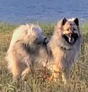 Eurasier  Blacky De La Meute De Nymeria photo 3