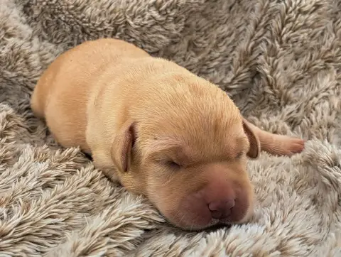 Labrador Retriever  Biscotte Of Mayajoe'S Dreams photo 2