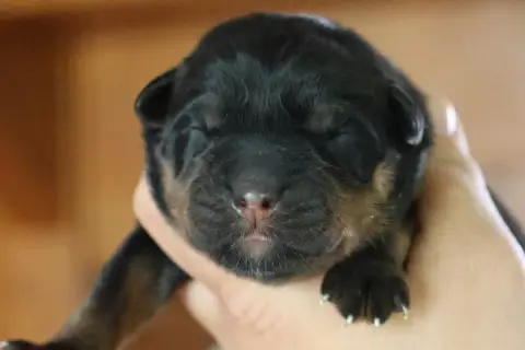 Rottweiler  Bentley House Of Warrior photo 2