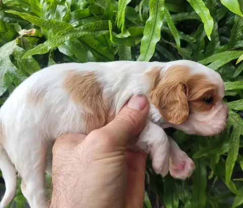 Cavalier King Charles Spaniel  Chiot N°1 Du Domaine D 1c96a photo 3