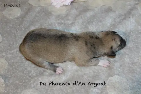 Whippet  Baby Du Phoenix D'An Argoat photo 3