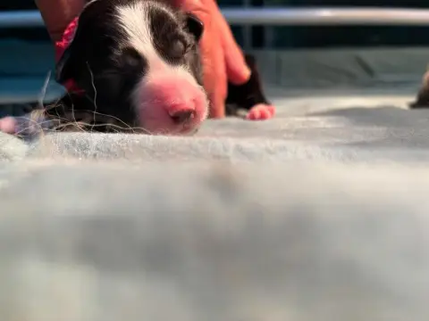 Border Collie  Collier Rouge Bro Glazik Tropell