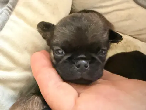 Petit Brabançon  Babe Du Clan De Lis