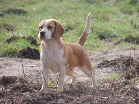 Beagle  Chiot N°6 Du Clos Machard photo 2