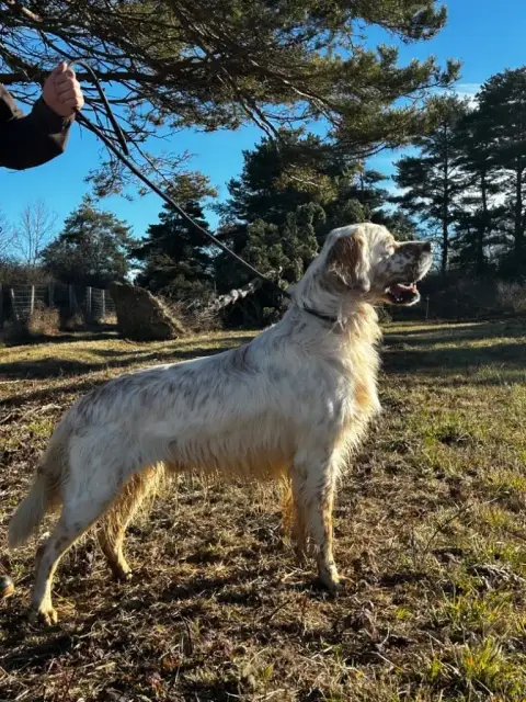 Setter Anglais  Chiot N°1 De La Terrible Menée
