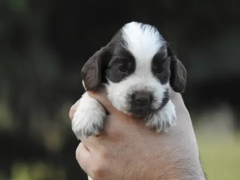 Cocker Spaniel Anglais 
                        Chiot 7da00
