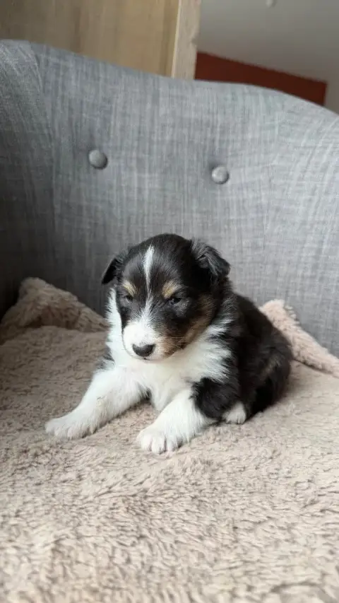 Shetland Sheepdog  Chiot N°4 Du Banc Des Hermelles
