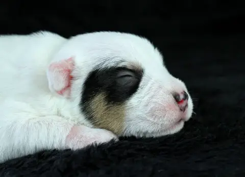Parson Russell Terrier  Chiot 3 Des Very Important Pa 30266 photo 2