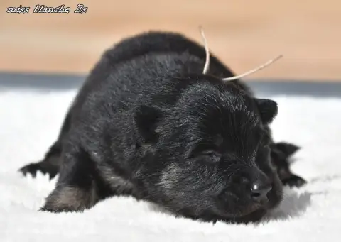 Eurasier  Chiot 1 Des Legendes De Retz