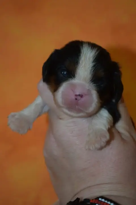 Cavalier King Charles Spaniel  B....... Du Millésime  e2b99 photo 2
