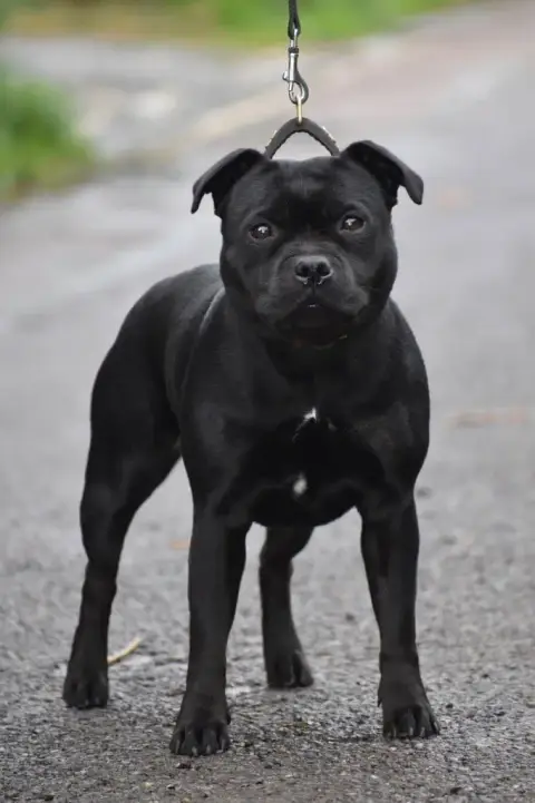 Staffordshire Bull Terrier  Chiot N°1 Du Castel Des P 7b65a photo 3