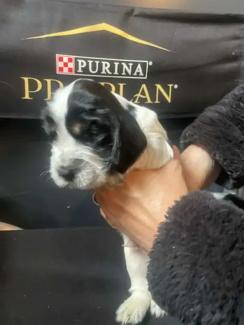 Cocker Spaniel Anglais  Chiot N°6 Des Joyaux Du Petit 6ee7a