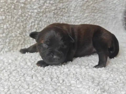 Staffordshire Bull Terrier  Chiot N°4 Des Ecrins Du G d61bc photo 2