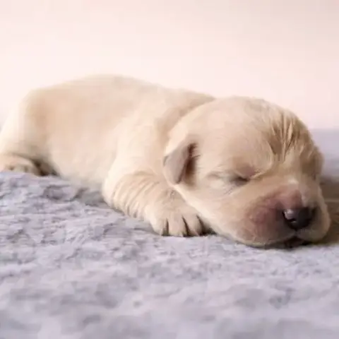 Chiots Lof Golden Retriever