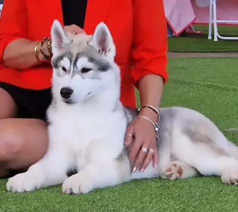 Siberian Husky  Anything Else You Need Of Nashkaia photo 2