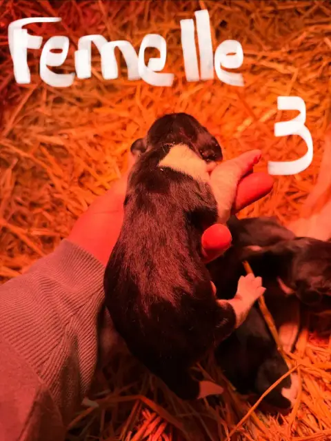 Beagle