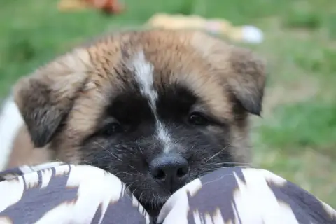 Akita Americain  Beastie Boy Galadriel'S Angels photo 3